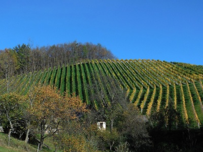 Wineyards in St. Johann
