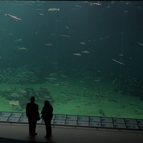 Großes Aquarium