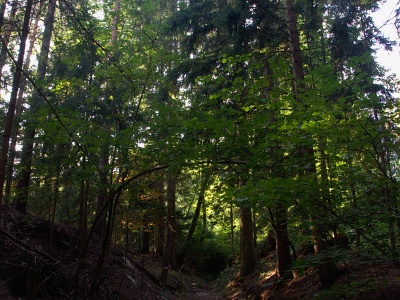 Waldstück am Panoramaweg