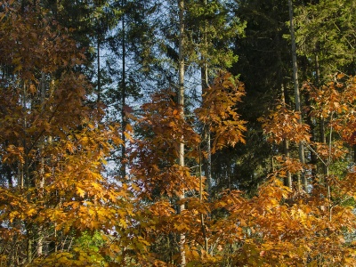 Rauschen im Blätterwald