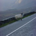 Schaf entlang der Straße
